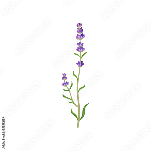 Lavender flowers in watercolor style illustration. Beautiful purple flower  lavendar or lavander isolated on white background. Plants  botany  decoration concept for greeting cards or postcards