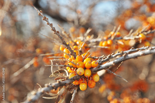 The fruits of sea-buckthorn on a branch close-up. The use of juices, compotes, wines, sea-buckthorn oil. Medicine. Cosmetology. Lotions. Ointments.