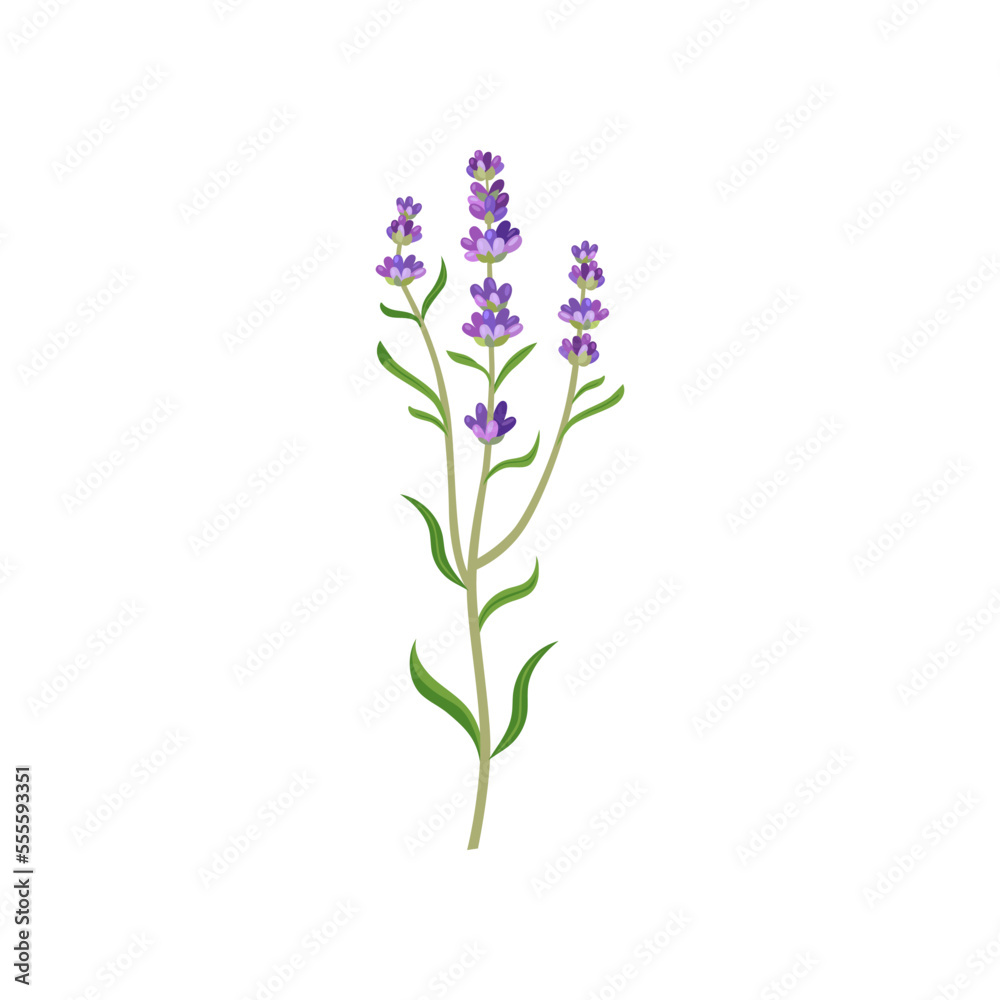 Lavender flowers in watercolor style vector illustration. Beautiful purple flower, lavendar or lavander isolated on white background. Plants, botany, decoration concept for greeting cards or postcards