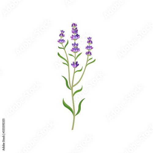 Lavender flowers in watercolor style vector illustration. Beautiful purple flower  lavendar or lavander isolated on white background. Plants  botany  decoration concept for greeting cards or postcards