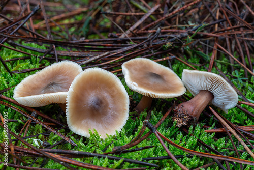 Collybia butyracea. Rhodocollybia. Butirácea colibia mushrooms among the moss and resin pine needles. photo