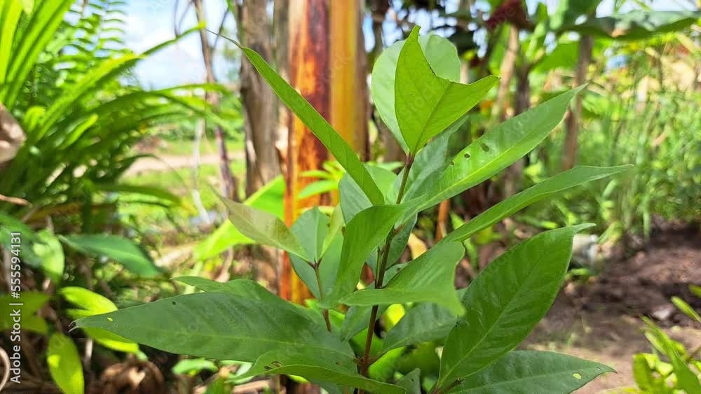 Water apple tree swaying by the wind at garden. Water apple tree swaying by the wind at garden.