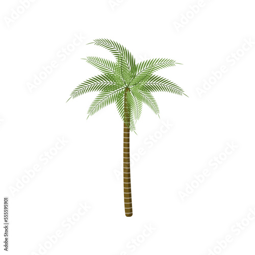 Exotic decorative tree  tropical vegetation  greenery or plant isolated on white background. Palm tree cartoon illustration. Nature  flora  jungle concept