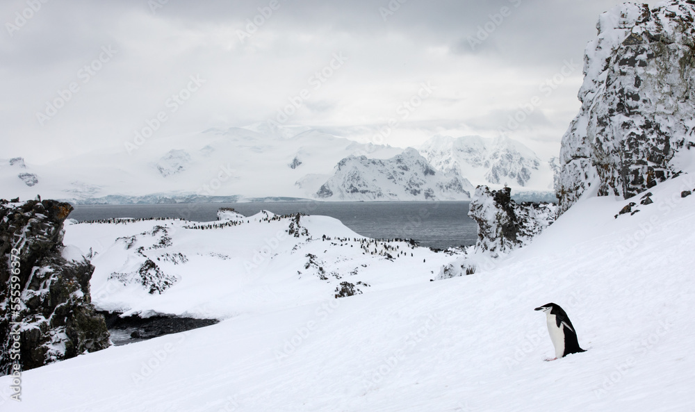 A single chinstrap penguin walking in front of magnificent landscape and penguin colony. Antarctica.