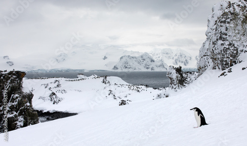 A single chinstrap penguin walking in front of magnificent landscape and penguin colony. Antarctica. © Kertu