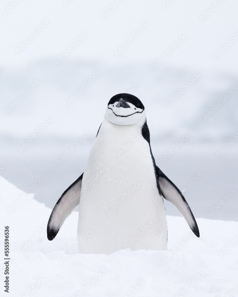 A chinstrap penguin standing tall in the snow. Antarctica.