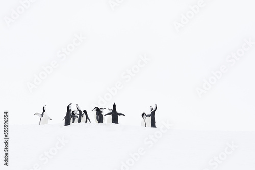 Obraz na plátně A group of chinstrap penguins courting in the beginning of spring