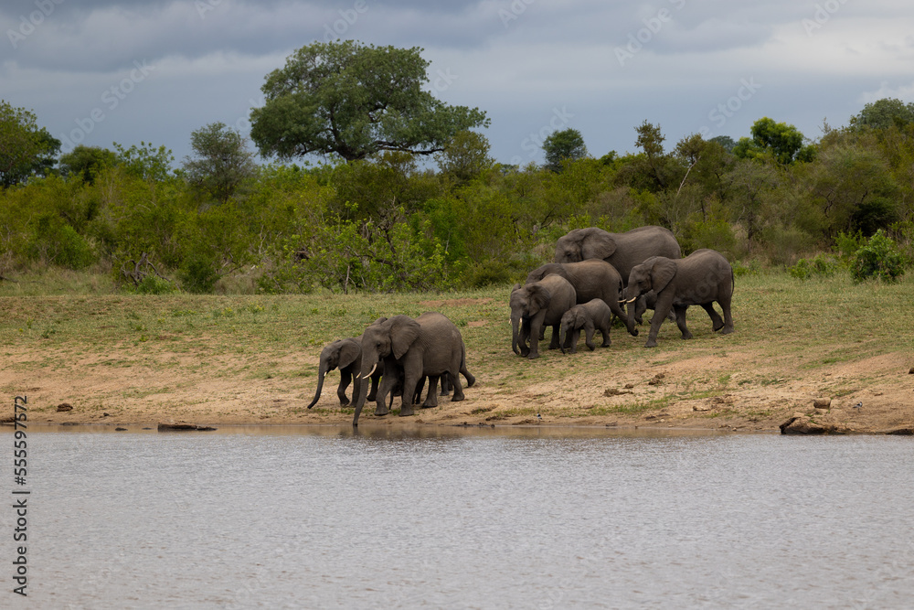 Obraz premium a Breeding herd of African elephants at a waterhole