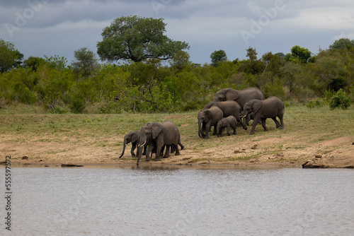 a Breeding herd of African elephants at a waterhole