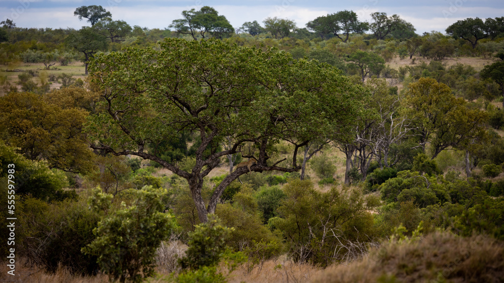 a distant tree with a leopard resting on a branch