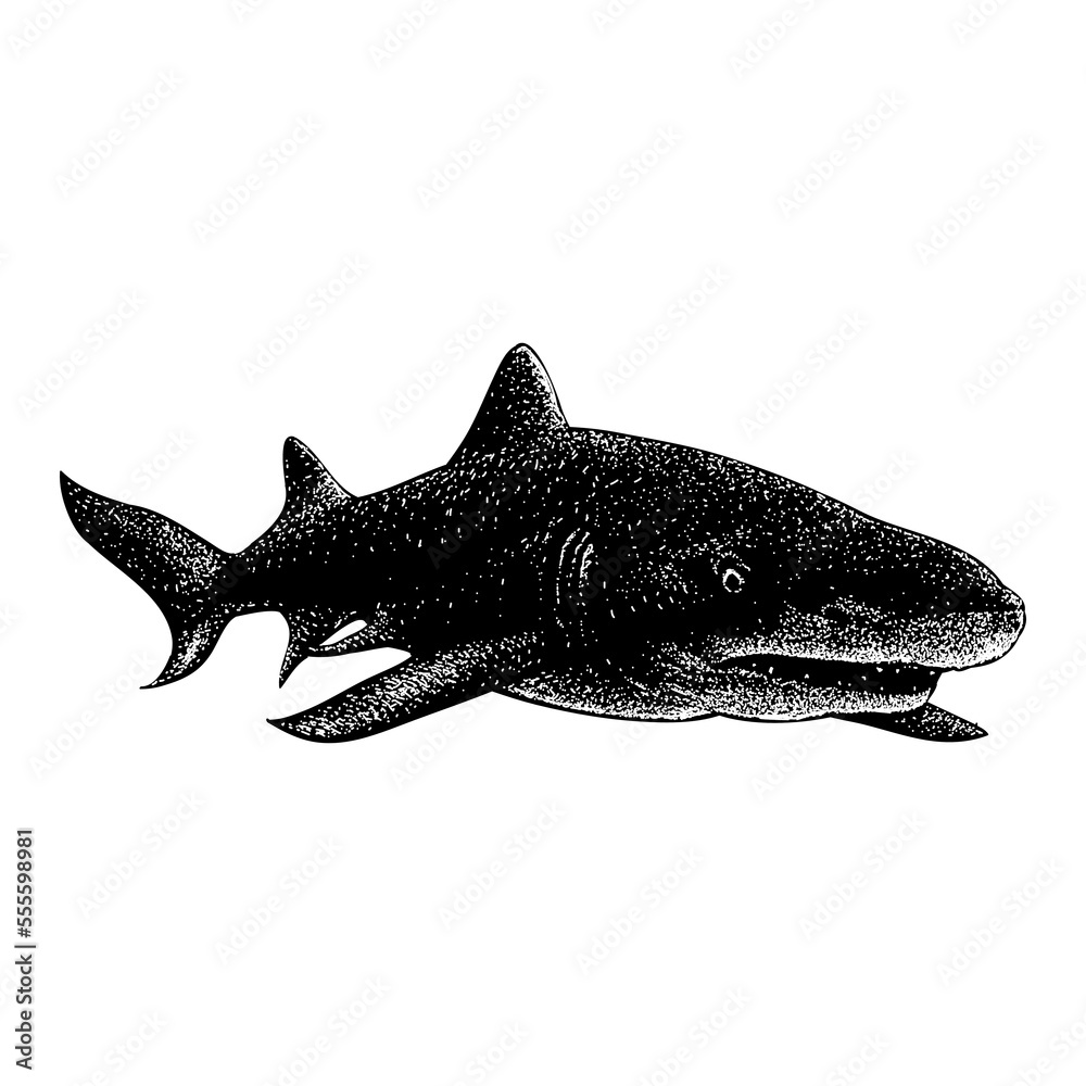 Fototapeta premium Lemon Shark hand drawing vector illustration isolated on background.