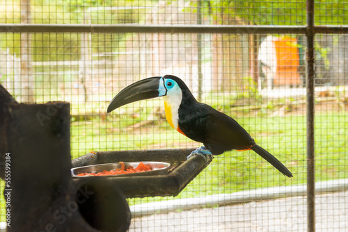 Fototapeta Toucan bird inside zoo enclosure endangered tropical bird colorful beak
