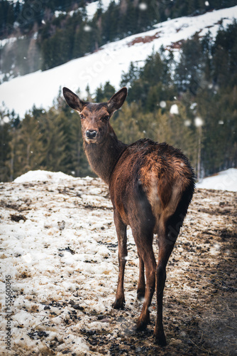 A doe or deer in the forest at winter, austrian alps