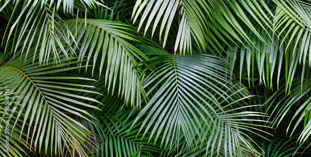 Baumfarne(Cyatheales) im botanischen Garten Terra Nostra Park,Furnas,Insel Sao Miguel,Azoren,Portugal,