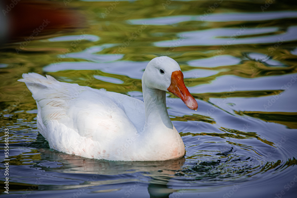 white duck swimming