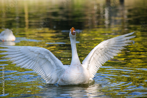 Duck on the water