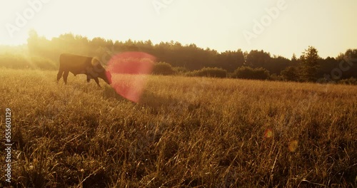 Cows from the farm graze in the meadow, early in the morning.