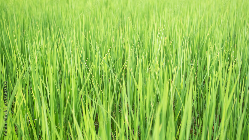 Jasmine Rice Plant Background,Empty Counter Cooking with Orgarnic Rice Tree,Garden Farmer in Thailand, Traditional raw Food Vegaetarian for Asian,Nature Garden.