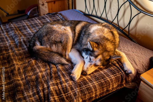 portrait of Siberian husky dog sleeping in human bed