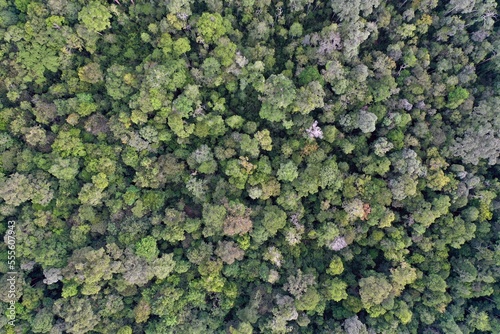 Kapuas Hulu rainforest