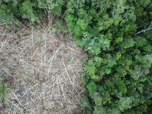 Smallholder deforestation in Borneo photo