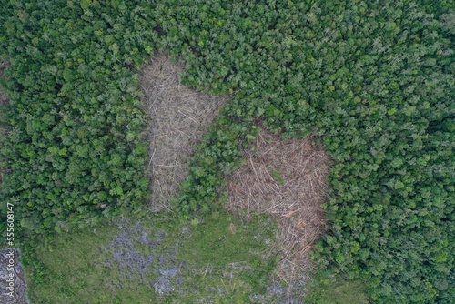 Smallholder deforestation in Borneo photo