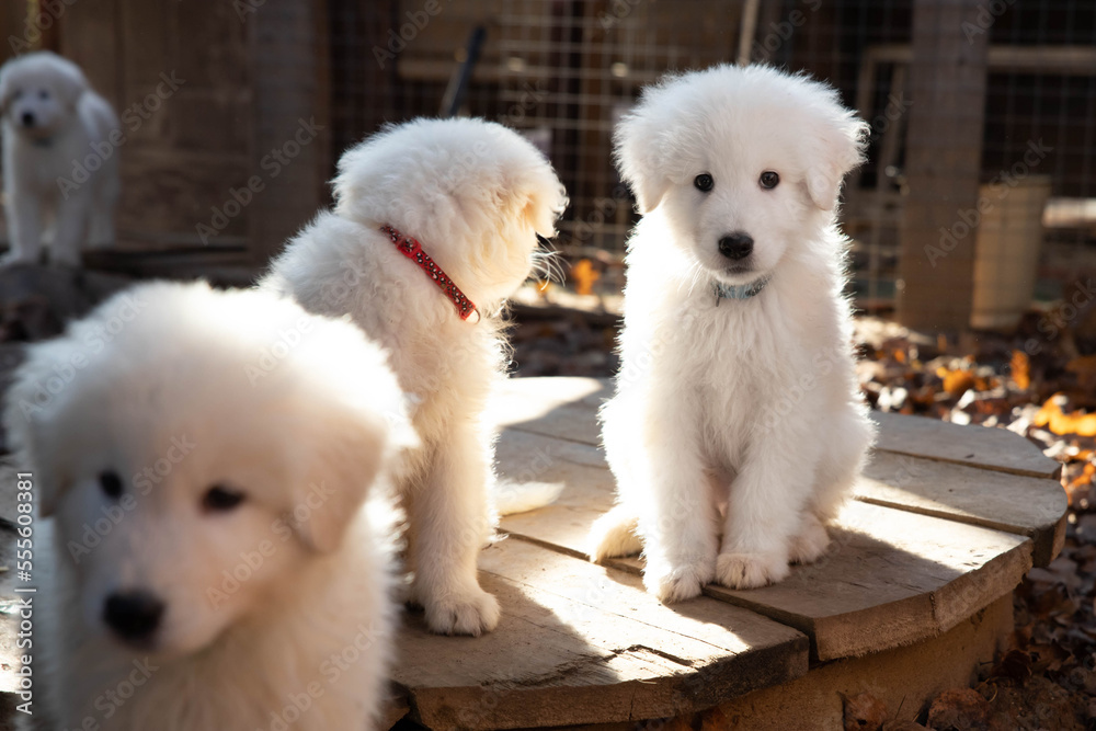 A white fluffy large Italian Shepherd puppy is sitting on a wooden surface on the street next to other puppies A white fluffy large Italian Shepherd puppy is sitting on a wooden surface on the street next to other puppies