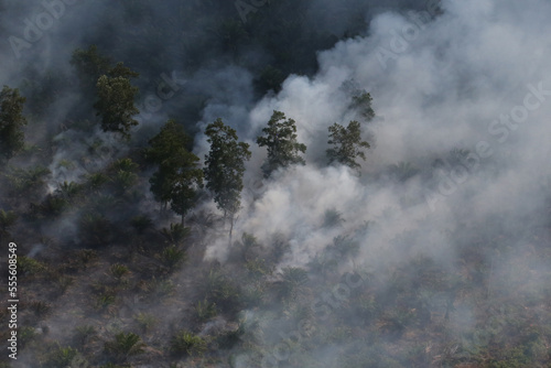 Haze rising from an oil palm plantation and forest in Riau photo