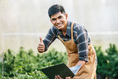 Portrait of Happy Asian man marijuana researcher smiling and showing thumb up in cannabis farm, Business agricultural cannabis. Cannabis business and alternative medicine concept.