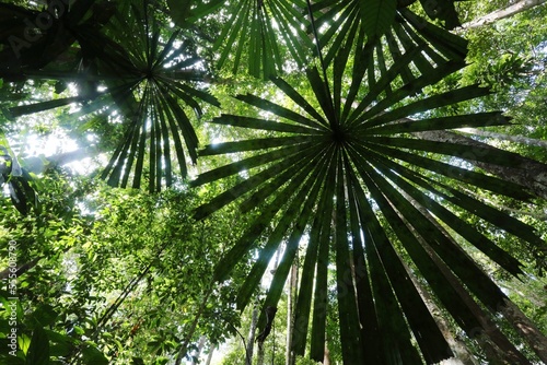 Borneo rainforest