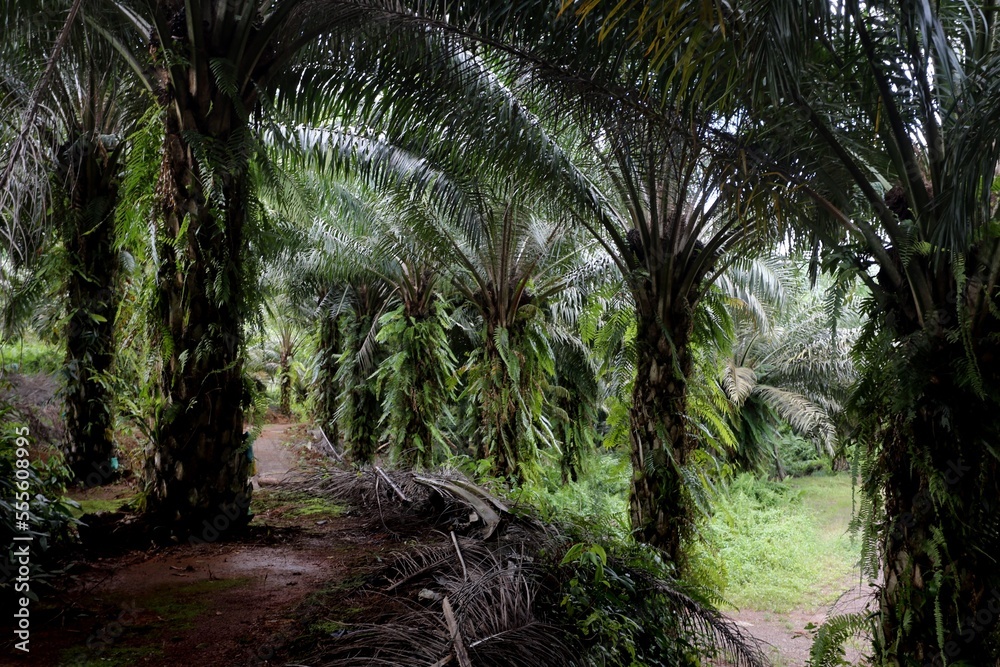 Oil palm plantation -- sabah_2586 Oil palm plantation -- sabah_2586