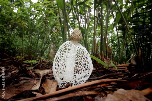 Bamboo fungus (Phallus indusiatus) in Xishuangbanna, Yunnan. photo