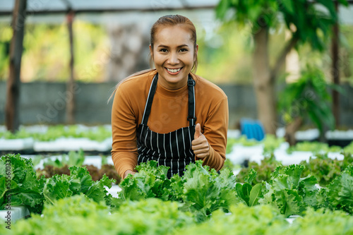 Portrait of Happy Young Asian girl farmer looking at camera with fresh green oak lettuce salad, organic hydroponic vegetable in nursery farm. Business and organic hydroponic vegetable concept.