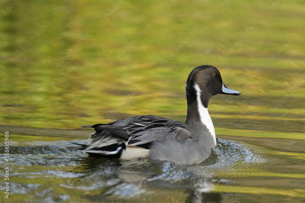 northern pintail in a pond northern pintail in a pond