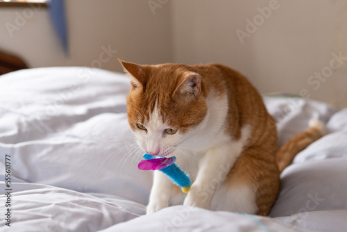 おもちゃで遊ぶ猫 茶トラ白