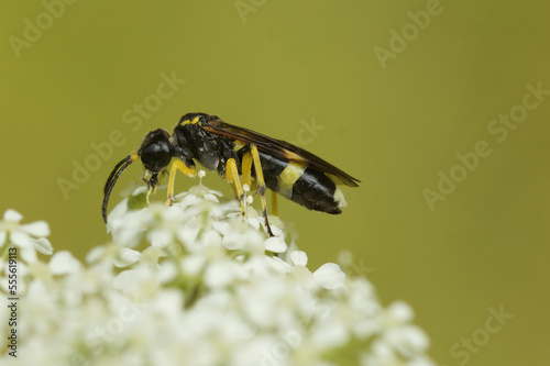 Closeup on a small black and yellow sawfly wasp, Tenthredo zonula, on a white flower photo