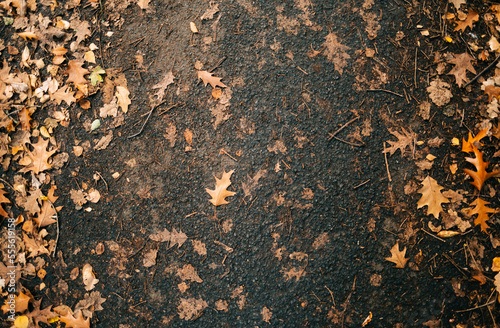 Yellow autumn leaves on a road, background texture, top view.