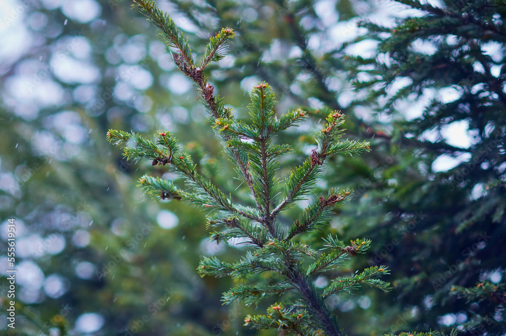 Fir branches during a snowfall. Winter green christmas background. Selective focus Fir branches during a snowfall. Winter green christmas background. Selective focus