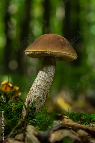 Leccinellum pseudoscabrum mushrooms in the summer. Mushrooms growing in the forest