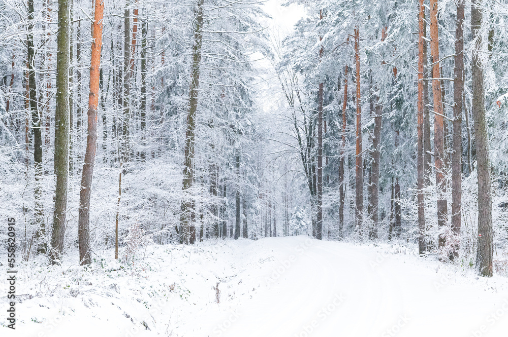 winter, forester, snow