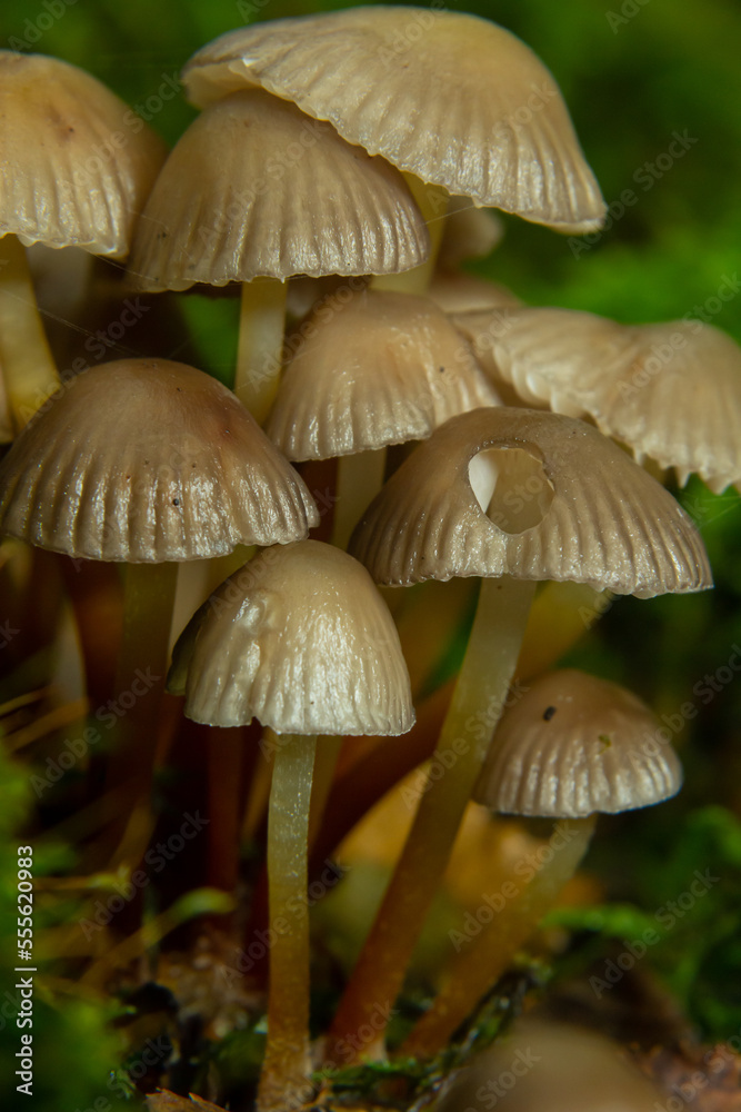 Amicable family of mushrooms with thin legs Clustered bonnet on a green background Mushroom-Mycena inclinata Amicable family of mushrooms with thin legs Clustered bonnet on a green background Mushroom-Mycena inclinata
