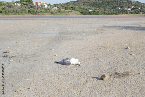 Dead bird on dry lake bed. Environment and climate changes concept