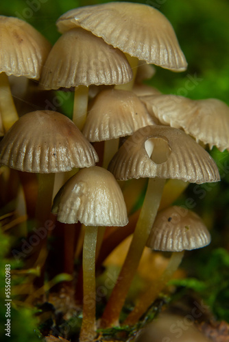 Amicable family of mushrooms with thin legs Clustered bonnet on a green background Mushroom-Mycena inclinata