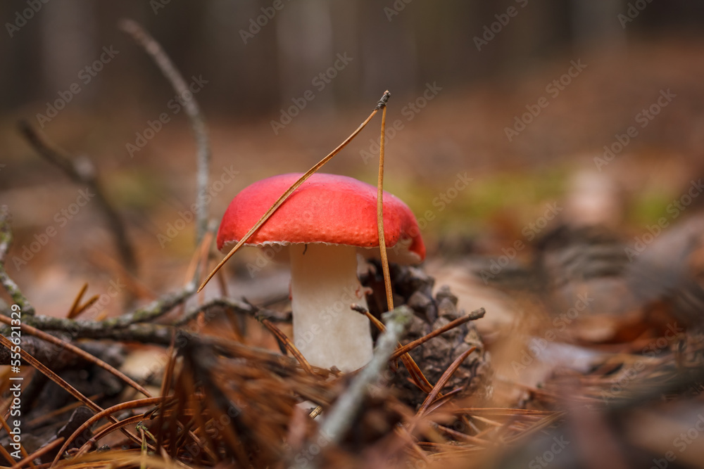Russula rosea in a coniferous forest. Small depth of field