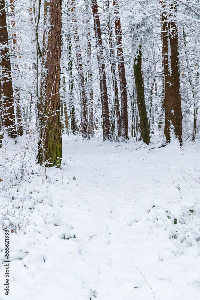 Fototapeta premium winter, forester, snow