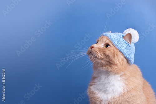 cute red cat in a blue knitted hat with a pompom looks up, on a blue background with copy space. Ginger cat portrait