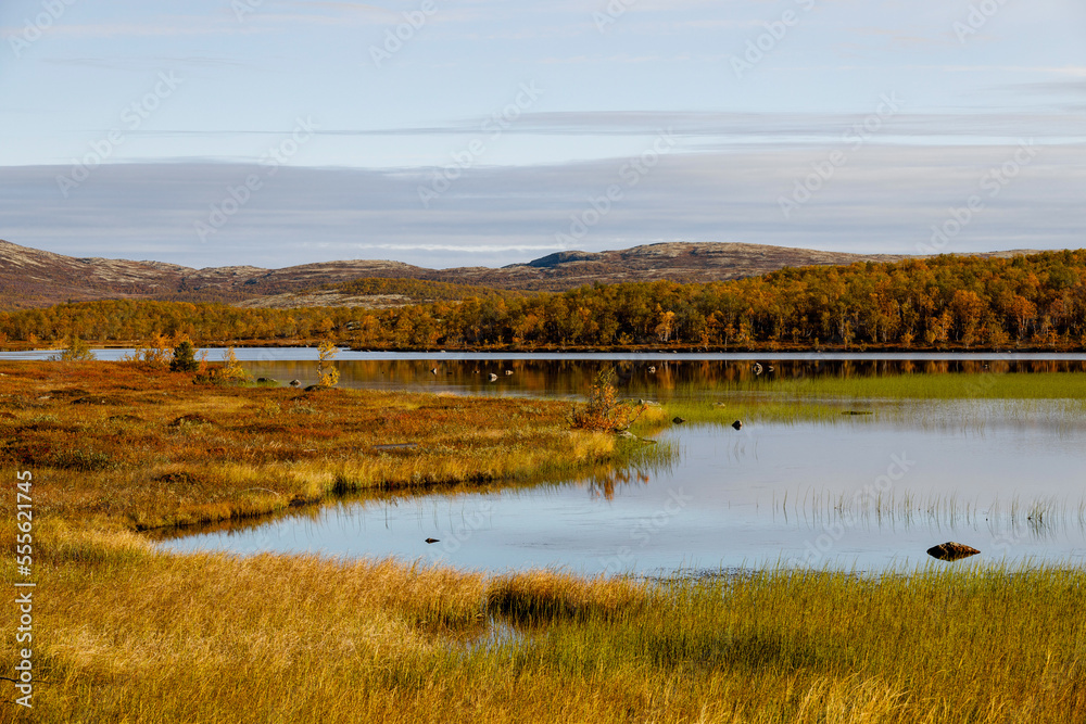 Ecological swamp. Natural green wetland vegetation against a lake. Autumn tundra landscape
