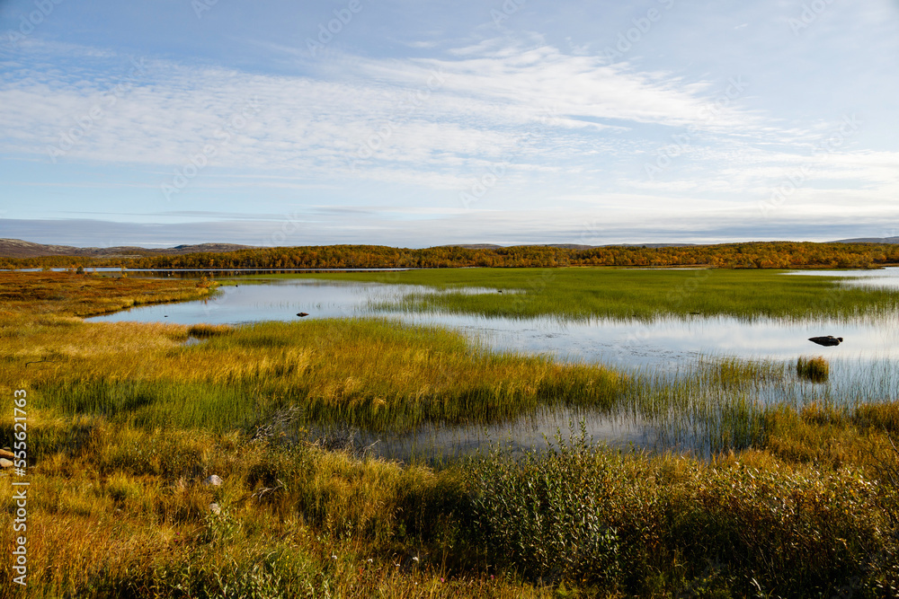 Ecological swamp. Natural green wetland vegetation against a lake. Autumn tundra landscape