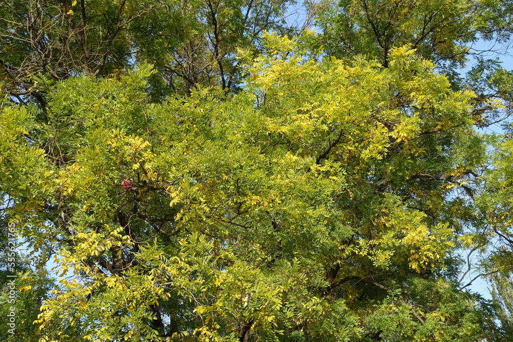 Fototapeta premium Green and yellow autumnal foliage of Sophora japonica in October