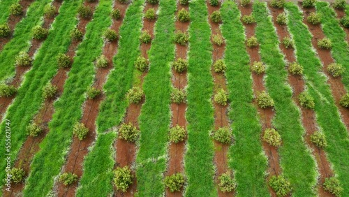 Smart agriculture technology- Aerial drone view of avocado farm in Kenya. photo